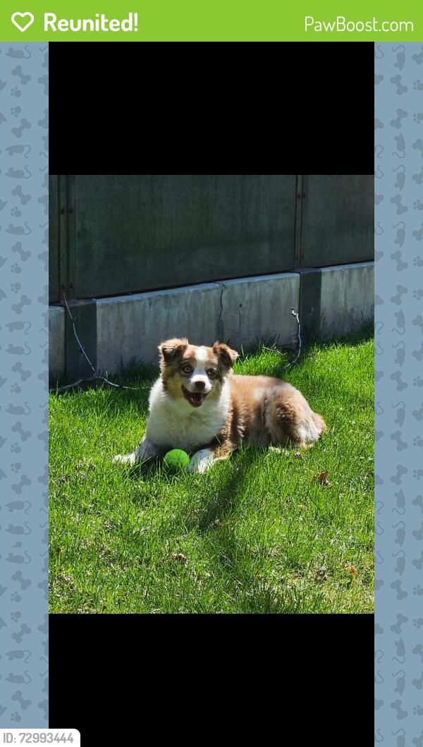 Reunited Female Dog last seen State and Eagle, Eagle, ID 83616