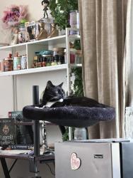 Lost Male Cat last seen Vintage Ave, Salem, OR 97306