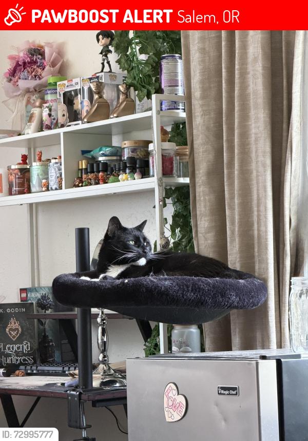 Lost Male Cat last seen Vintage Ave, Salem, OR 97306