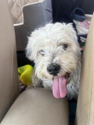 Reunited Male Dog last seen W Avenue 26 and Artesian Street, Los Angeles, CA 90031