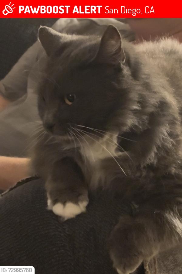 Lost Female Cat last seen Madison Highschool , San Diego, CA 92117