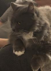 Lost Female Cat last seen Madison Highschool , San Diego, CA 92117
