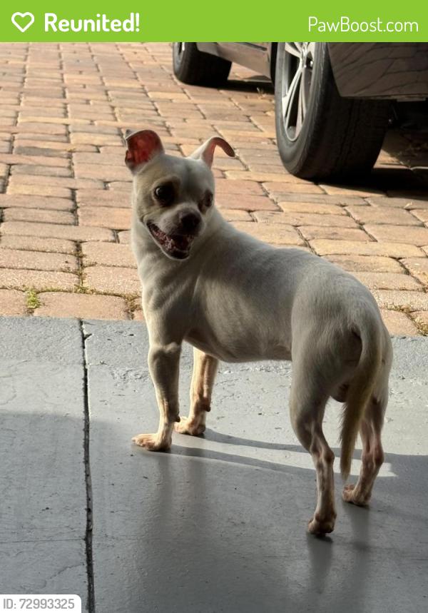 Reunited Male Dog last seen Glendive, Osceola County, FL 34758