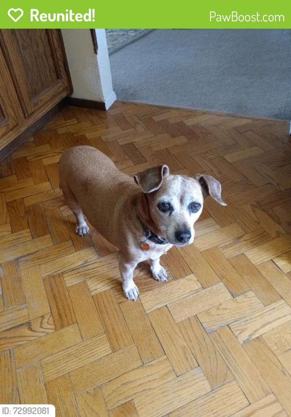 Reunited Female Dog last seen E 99th Place and Logan Street, Thornton, CO 80229