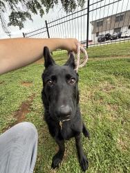 Lost Female Dog last seen Calloway Cemetery rd by High way 157 and North Collins st , Arlington, TX 76013