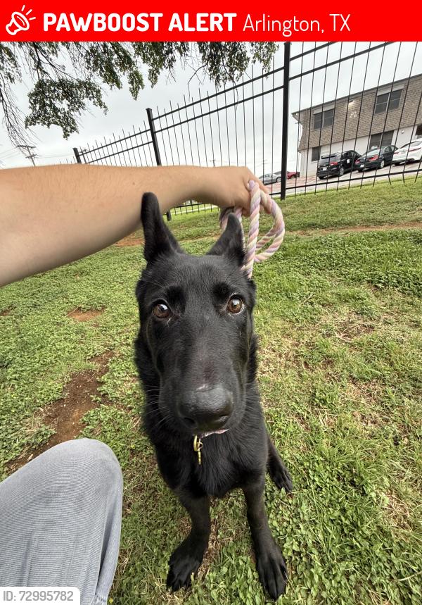 Lost Female Dog last seen Calloway Cemetery rd by High way 157 and North Collins st , Arlington, TX 76013