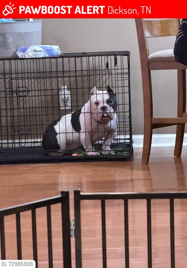 Lost Female Dog last seen Compassion church , Dickson, TN 37055