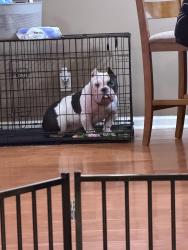 Lost Female Dog last seen Compassion church , Dickson, TN 37055