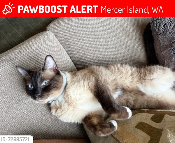 Lost Male Cat last seen Near Luther Burbank Park on Mercer Island, WA, Mercer Island, WA 98040