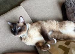 Lost Male Cat last seen Near Luther Burbank Park on Mercer Island, WA, Mercer Island, WA 98040