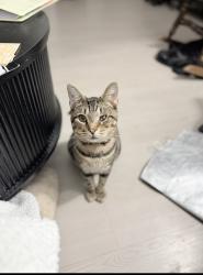 Reunited Male Cat last seen Near Sunterra Village Dr, Katy, TX 77493
