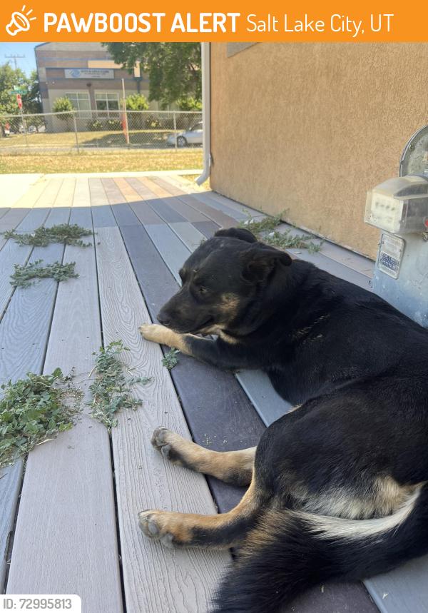Found/Stray Female Dog last seen Pacific Ave 84104, Salt Lake City, UT 84104