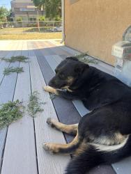 Found/Stray Female Dog last seen Pacific Ave 84104, Salt Lake City, UT 84104