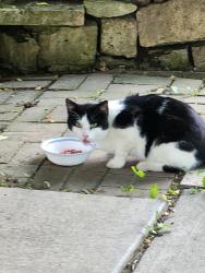 Found/Stray Male Cat last seen County Road 19 and Todd drive, Winona County, MN 55987