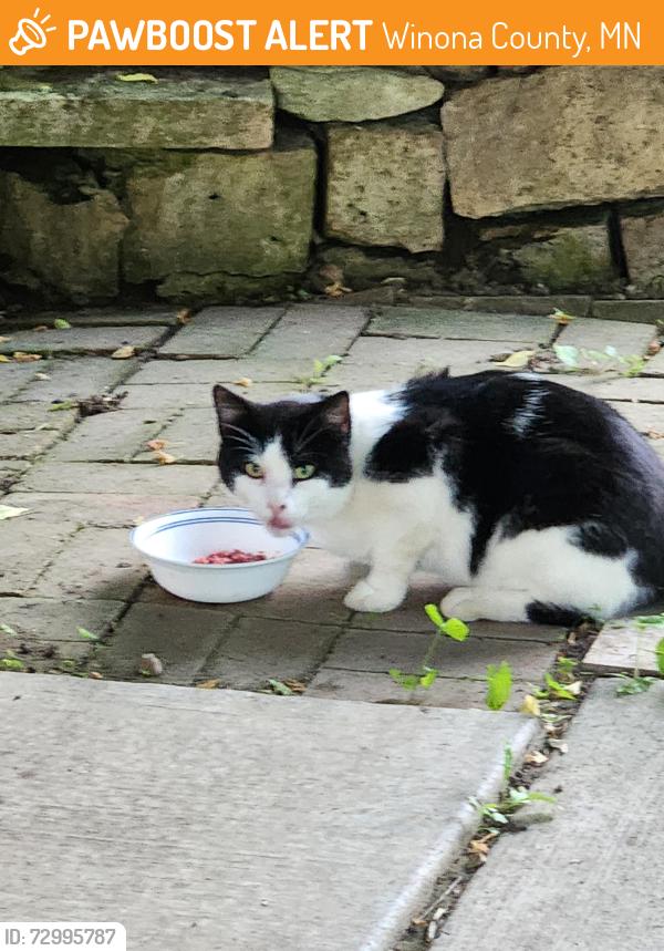 Found/Stray Male Cat last seen County Road 19 and Todd drive, Winona County, MN 55987