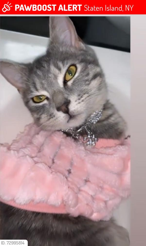 Lost Female Cat last seen Hugenot Ave , Staten Island, NY 10312