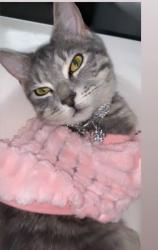 Lost Female Cat last seen Hugenot Ave , Staten Island, NY 10312