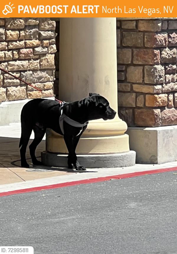 Found/Stray Male Dog last seen Smith's grocery store Losee and Cent. , North Las Vegas, NV 89084