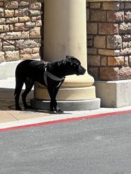 Found/Stray Male Dog last seen Smith's grocery store Losee and Cent. , North Las Vegas, NV 89084