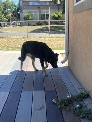 Found/Stray Female Dog last seen Near pacific avenue , Salt Lake City, UT 84104