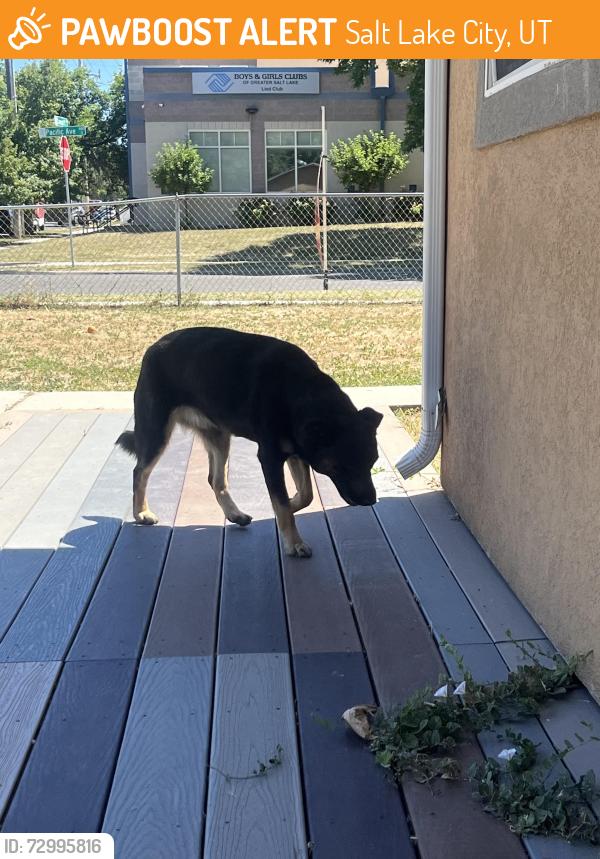 Found/Stray Female Dog last seen Near pacific avenue , Salt Lake City, UT 84104