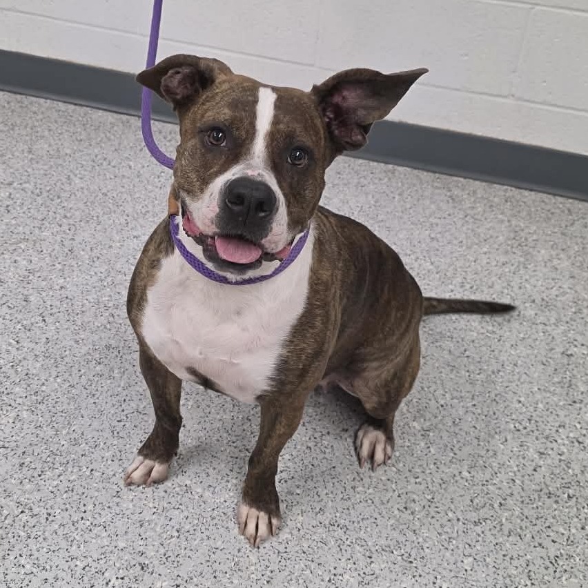 Shelter Stray Female Dog last seen , 5801 Graye Ln, Caldwell, ID 83607, USA
