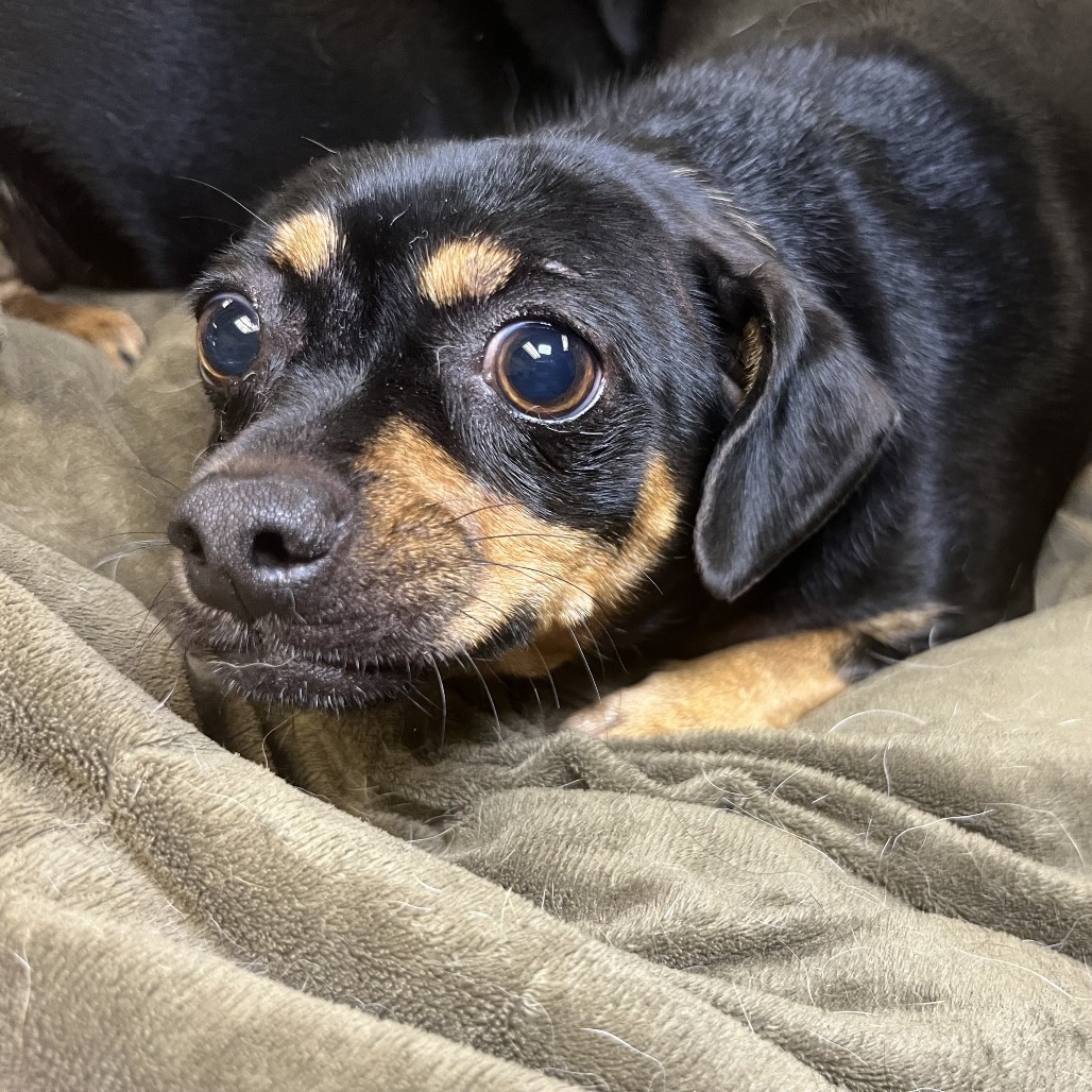 Shelter Stray Female Dog last seen , 4575 E Mesquite Ave, Palm Springs, CA 92264, USA