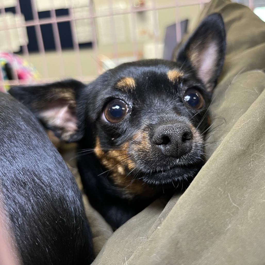 Shelter Stray Female Dog last seen , 4575 E Mesquite Ave, Palm Springs, CA 92264, USA