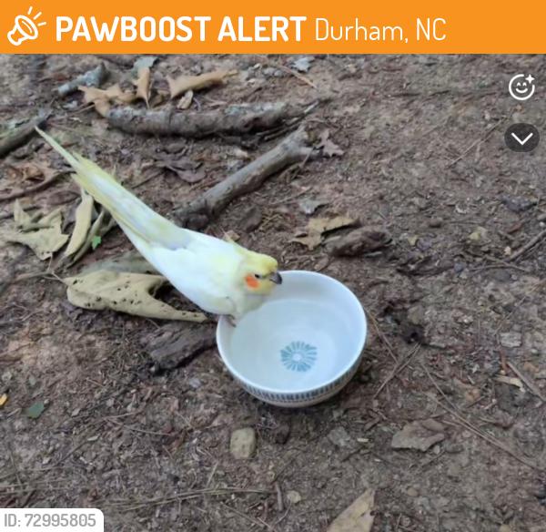 Found/Stray Unknown Bird last seen America Drive and Tarawa Terrace, Durham, NC 27705