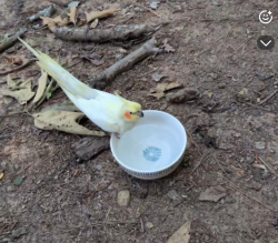 Found/Stray Unknown Bird last seen America Drive and Tarawa Terrace, Durham, NC 27705