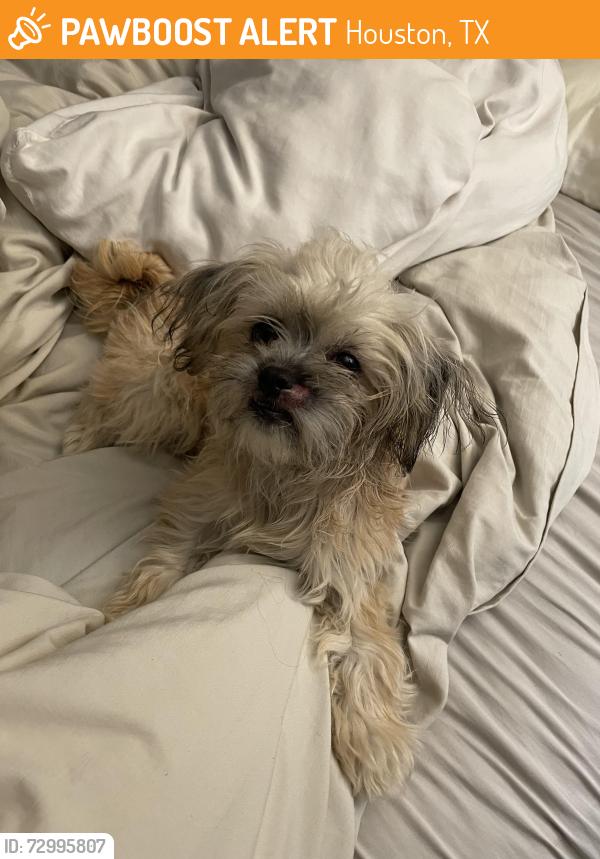 Found/Stray Female Dog last seen Binglewood Subdivision Spring Branch, Houston, TX 77080
