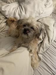Found/Stray Female Dog last seen Binglewood Subdivision Spring Branch, Houston, TX 77080