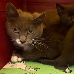 Shelter Stray Female Cat last seen , Animal Care & Control Team of Philly, 111 W Hunting Park Ave, Philadelphia, PA 19140, USA