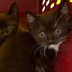 Shelter Stray Female Cat last seen , Animal Care & Control Team of Philly, 111 W Hunting Park Ave, Philadelphia, PA 19140, USA