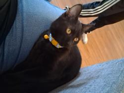 Lost Female Cat last seen 61st ave and Northern, Glendale, AZ 85302
