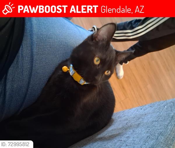 Lost Female Cat last seen 61st ave and Northern, Glendale, AZ 85302