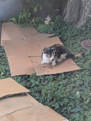 Found/Stray Female Cat last seen Newton Ave N & 4th-5th Ave, Minneapolis, MN 55405