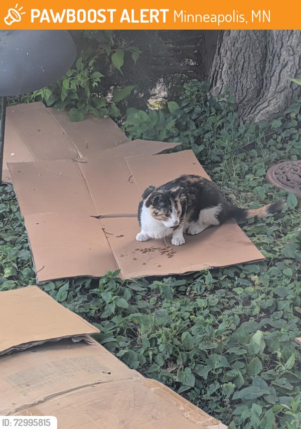 Found/Stray Female Cat last seen Newton Ave N & 4th-5th Ave, Minneapolis, MN 55405