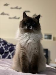 Lost Male Cat last seen Morrisroe area, Red Deer, AB T4R 1S4