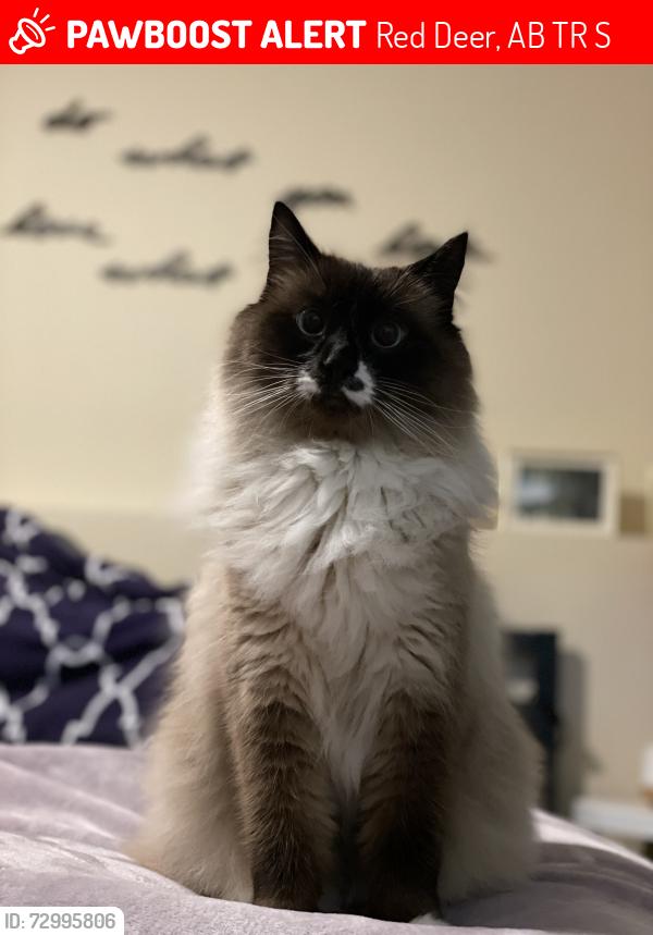 Lost Male Cat last seen Morrisroe area, Red Deer, AB T4R 1S4