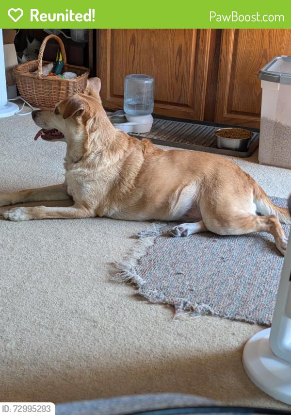 Reunited Female Dog last seen State St. between 4th & 5th in Brighton, MI, Brighton, MI 48116