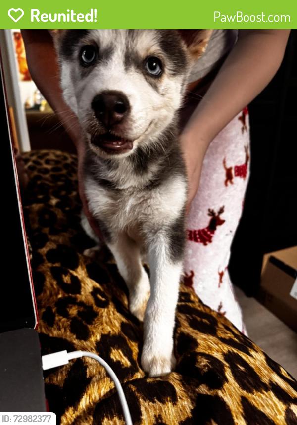 Reunited Male Dog last seen Jaggers Park , Dallas, NC 28034