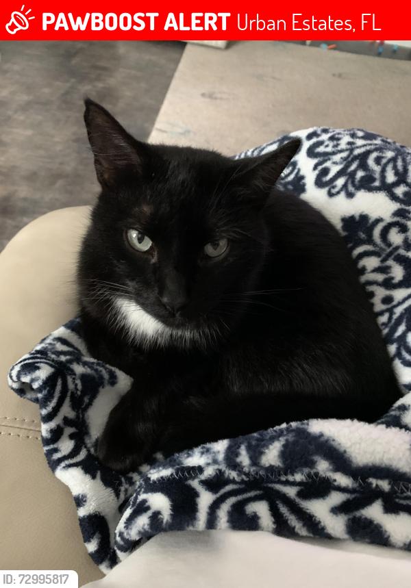 Lost Male Cat last seen Logan blvd, Urban Estates, FL 34119