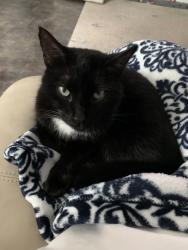 Lost Male Cat last seen Logan blvd, Urban Estates, FL 34119