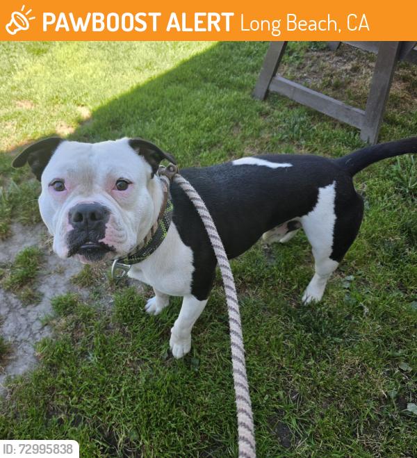 Found/Stray Male Dog last seen Near Chestnut Ave, Long Beach, CA 90806, Long Beach, CA 90806