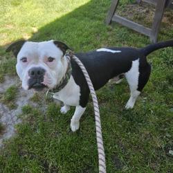 Found/Stray Male Dog last seen Near Chestnut Ave, Long Beach, CA 90806, Long Beach, CA 90806