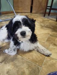 Lost Male Dog last seen Indian Point Campgrounds, Eddyville, KY 42038