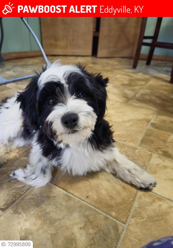 Lost Male Dog last seen Indian Point Campgrounds, Eddyville, KY 42038