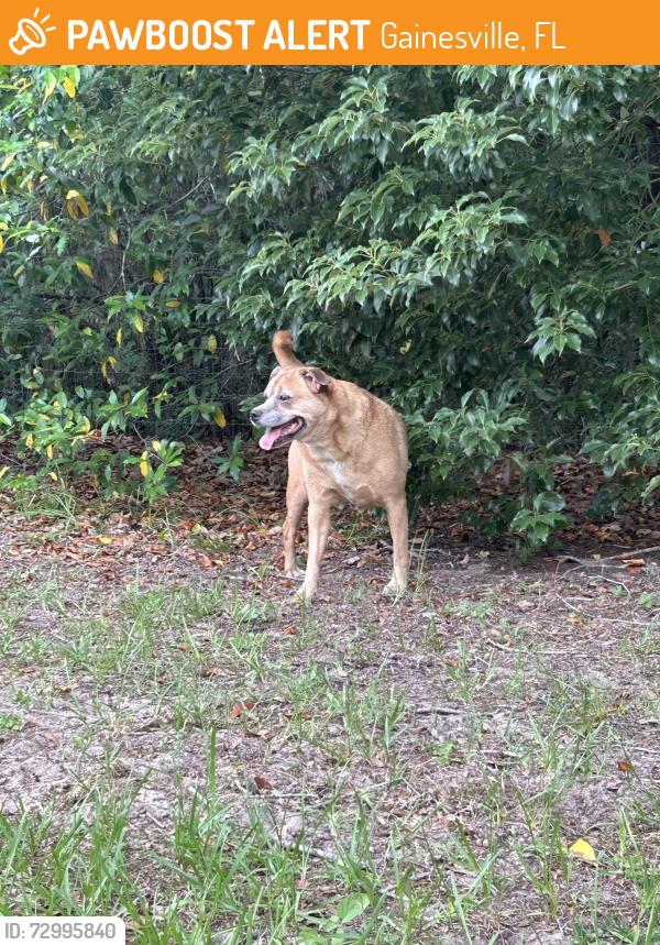 Found/Stray Male Dog last seen Squirrel ridge park, Gainesville, FL 32608