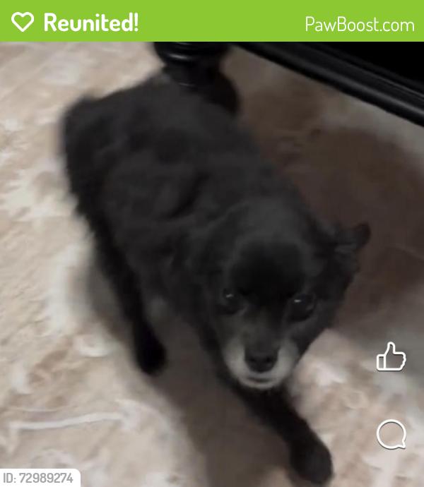 Reunited Male Dog last seen Near Sherri & Karen, Gilbert, AZ 85296